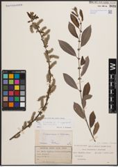 Foto von Salix cinerea L. x Salix nigricans Sm.